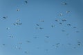 Group of beautiful seagulls flying against the blue cloudless sky over the Lake Sevan Royalty Free Stock Photo