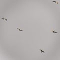 Group of beautiful seagulls in a gray sky over the Lake Sevan Royalty Free Stock Photo