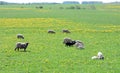 Beautiful sheep in spring field, Lithuania