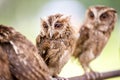 Group of beautiful small owl Royalty Free Stock Photo