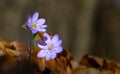 A group of beautiful small violet liverleaf hepatica, in spring in a forest Royalty Free Stock Photo