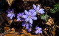 A group of beautiful small violet liverleaf hepatica, in spring in a forest Royalty Free Stock Photo