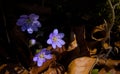 A group of beautiful small violet liverleaf hepatica, in spring in a forest Royalty Free Stock Photo