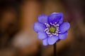 A group of beautiful small violet liverleafs, hepatica, in spring in a forest Royalty Free Stock Photo