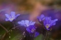 A group of beautiful small violet liverleafs, hepatica, in spring in a forest Royalty Free Stock Photo