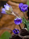 A group of beautiful small violet liverleafs, hepatica, in spring in a forest Royalty Free Stock Photo