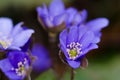A group of beautiful small violet liverleafs, hepatica, in spring in a forest Royalty Free Stock Photo
