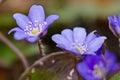 A group of beautiful small violet liverleafs, hepatica, in spring in a forest Royalty Free Stock Photo