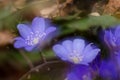 A group of beautiful small violet liverleafs, hepatica, in spring in a forest Royalty Free Stock Photo