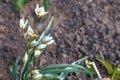 A group of beautiful small white tulip flowers growing in a garden