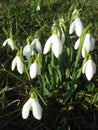 Group of beautiful snowdrop flowers on meadow