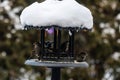 Group of beautiful sparrows sitting in a metal bird house protecting themselves from the snow