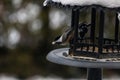 Group of beautiful sparrows sitting in a metal bird house protecting themselves from the snow