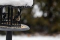 Group of beautiful sparrows sitting in a metal bird house protecting themselves from the snow