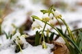 group of spring snowflake flowers covered with snow in a forest Royalty Free Stock Photo