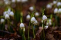 group of spring snowflake flowers covered with water drops in a forest after rain Royalty Free Stock Photo