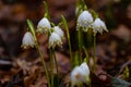 group of spring snowflake flowers covered with water drops in a forest after rain Royalty Free Stock Photo