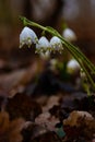 group of spring snowflake flowers covered with water drops in a forest after rain Royalty Free Stock Photo