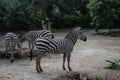 Group of beautiful striped zebras relaxing in Singapore Royalty Free Stock Photo