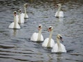 Group of beautiful swans are floating on water.