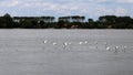 Beautiful swans flying over the Danube river in Zemun,Serbia