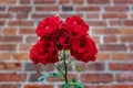 Group of beautiful red roses with a brick wall background Royalty Free Stock Photo