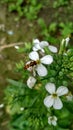 a group of beautiful white colour flowers of radish with calyx corolla in a garden and a honeybee sitting on it. kushinagar