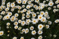 Group of beautiful white daisies in the meadow Royalty Free Stock Photo