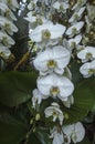 Group of beautiful white Orchids in botanic garden. Royalty Free Stock Photo