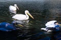 A group of beautiful white pelicans swim in the lake