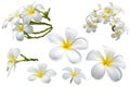 Group of beautiful white Plumeria Frangipani bunch isolated on white background with clipping path