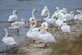 a group of white swans at the beach and swimming in the ocean Royalty Free Stock Photo