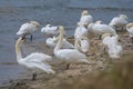 a group of white swans at the beach and swimming in the ocean Royalty Free Stock Photo