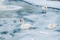 Group of beautiful white swans standing on frozen pond in a very cold day in Kugulu Park in Ankara. Royalty Free Stock Photo