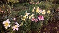 Group of beautiful yellow, pink, white and red flowers lilies of different cultivars Royalty Free Stock Photo