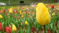 The group of beautiful yellow tulip flower Royalty Free Stock Photo