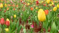 The group of beautiful yellow tulip flower Royalty Free Stock Photo