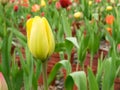 The group of beautiful yellow tulip flower Royalty Free Stock Photo