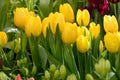 A group of beautiful yellow tulips. Tulips in the sun Royalty Free Stock Photo