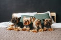 Group of beautiful york terrier in bedroom