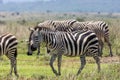 A group of beautiful zebras in nairobi national park in kenya/Africa. Royalty Free Stock Photo