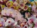 A group of beautifully made fake purple orchids on a local interior store