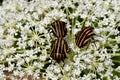 A group of bed bugs stink bug on bar colors