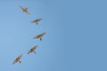 Group of bee eaters flying on blue sky