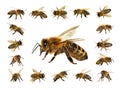 Group of bee or honeybee in Latin Apis Mellifera, european or western honey bees isolated on the white background, golden