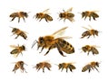 Group of bee or honeybee on white background, honey bees