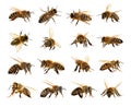 Group of bee or honeybee in Latin Apis Mellifera