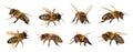 Group of bee or honeybee on white background, honey bees