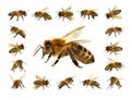 Group of bee or honeybee on white background, honey bees Royalty Free Stock Photo