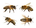 Group of bee or honeybee on white background, honey bees Royalty Free Stock Photo